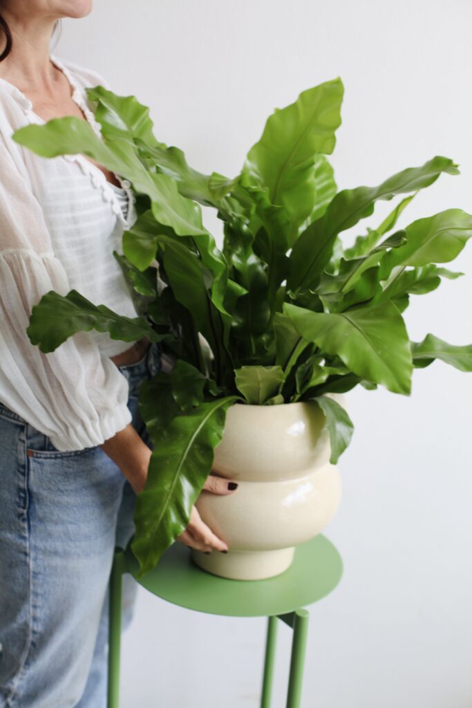 Asplenium nidus en maceta cerámica crema escalonada sobre soporte verde, guía de macetas de cerámica