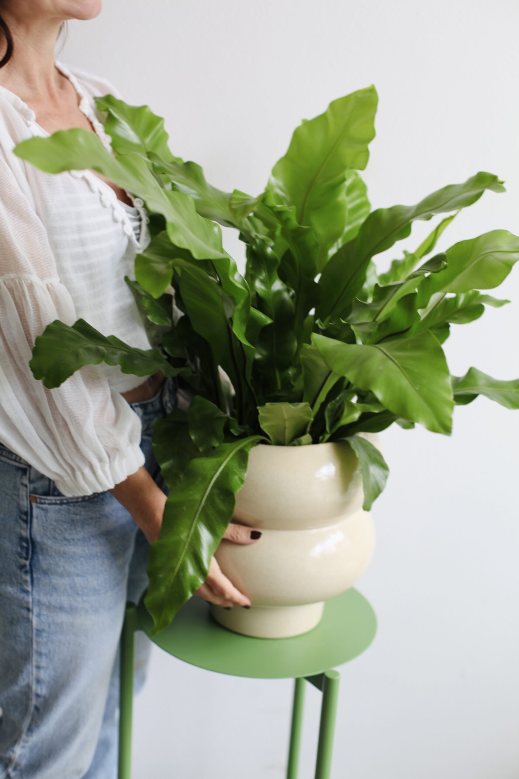 Asplenium nidus en maceta cerámica crema escalonada sobre soporte verde, guía de macetas de cerámica