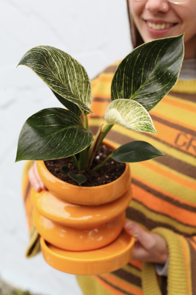 Philodendron en maceta cerámica naranja de diseño usada como cachepot decorativo, qué es y cómo usar el cachepot