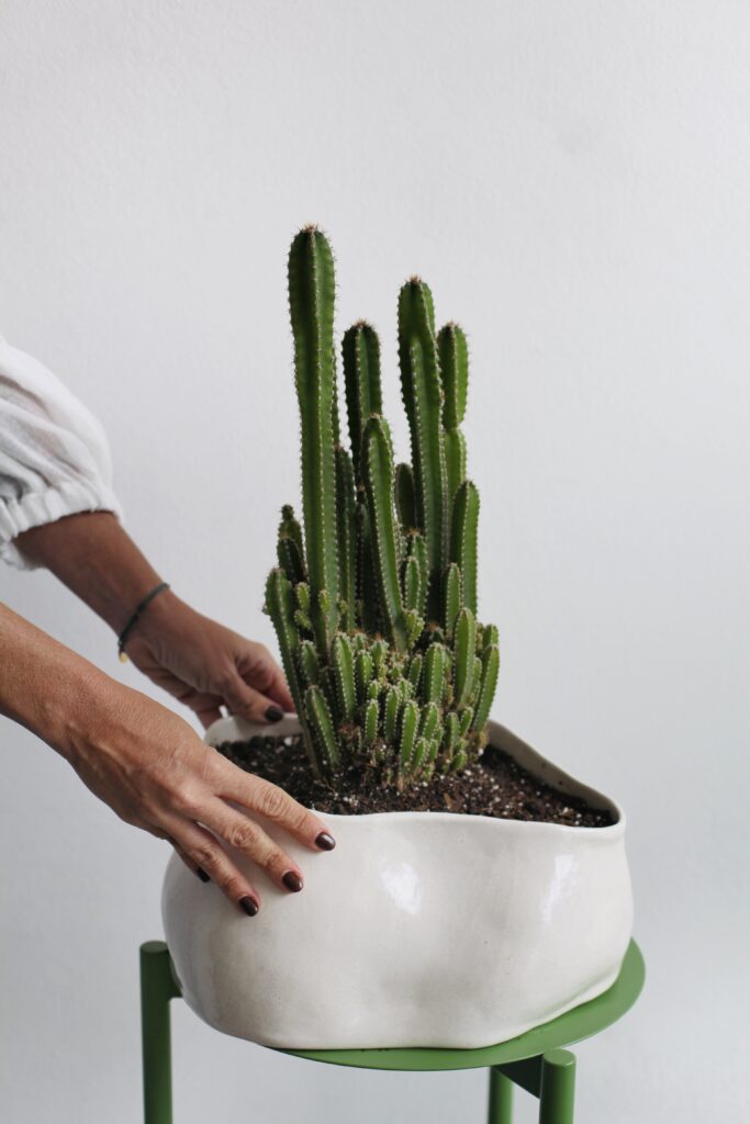 Maceta cerámica blanca con cactus sobre pie metálico verde, ejemplo de maceta con soporte para interior