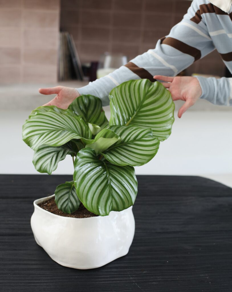 Calathea orbifolia en maceta cerámica blanca de diseño orgánico — cómo elegir la maceta correcta para cada planta