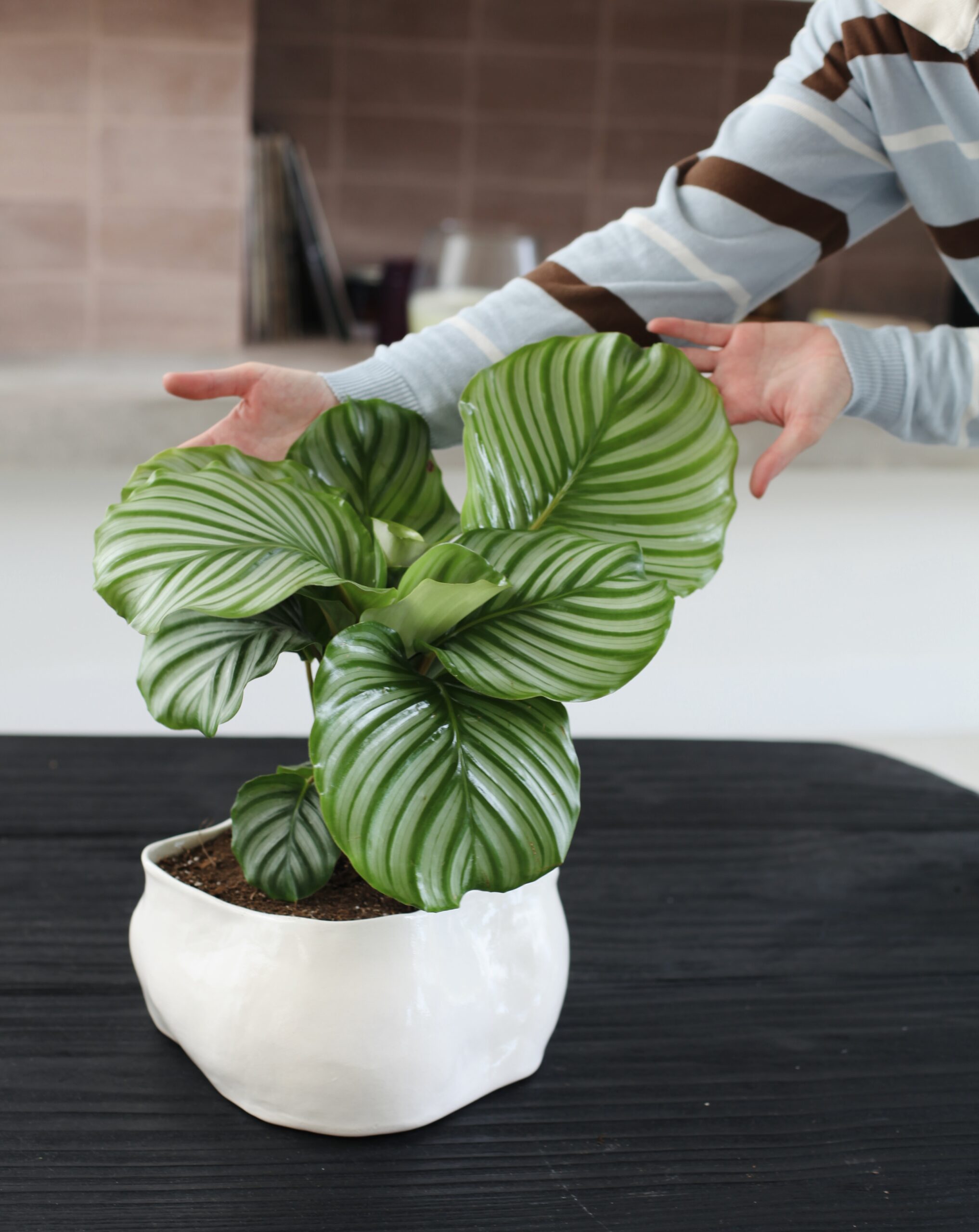 Calathea orbifolia en maceta cerámica blanca de diseño orgánico — cómo elegir la maceta correcta para cada planta