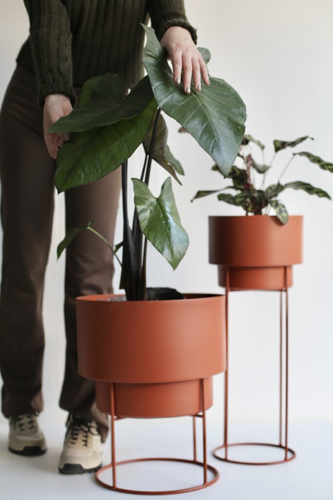 Macetas de acabado terracota con plantas, guía de cómo limpiar y mantener macetas de terracota