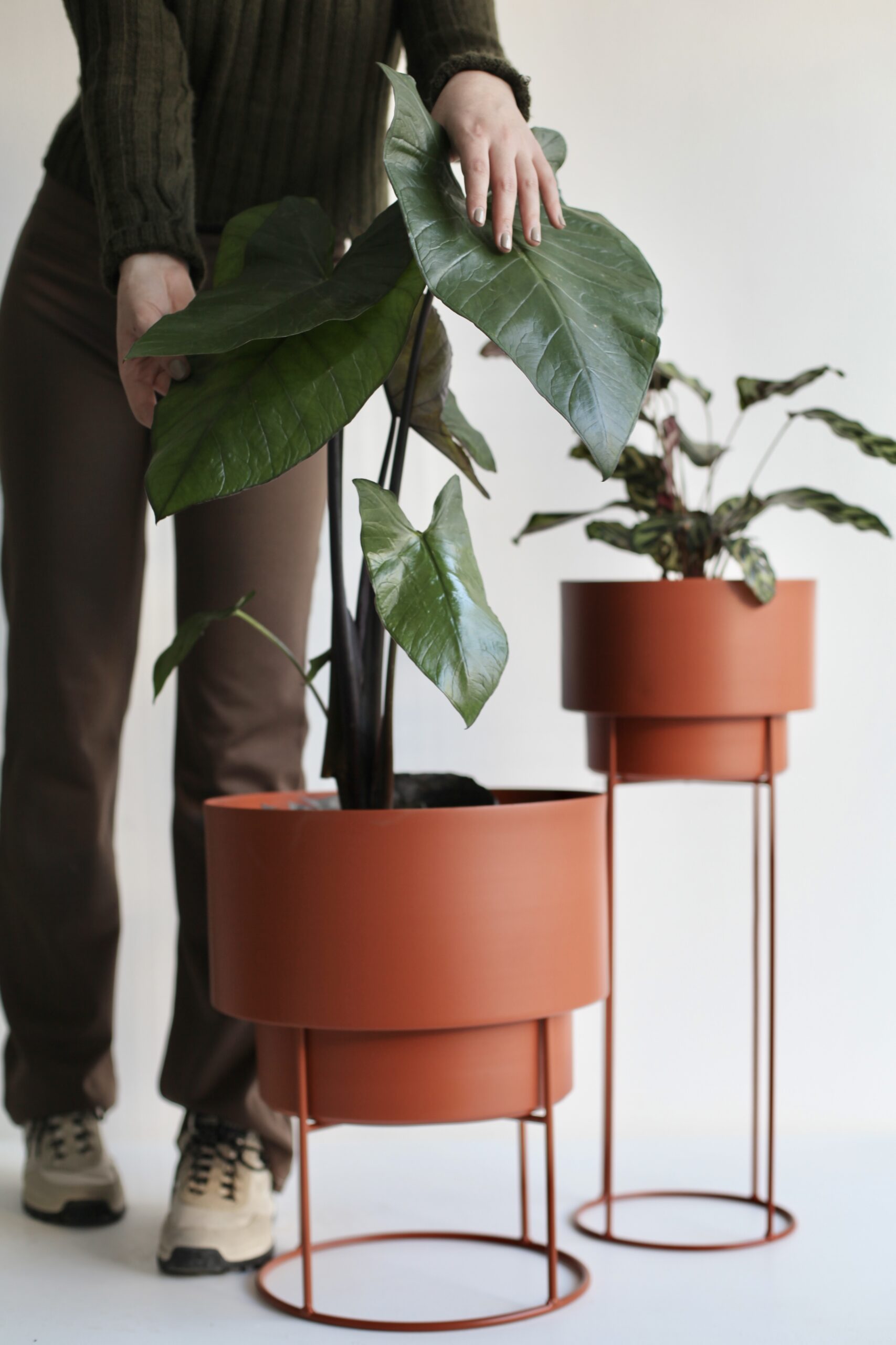 Macetas de acabado terracota con plantas, guía de cómo limpiar y mantener macetas de terracota