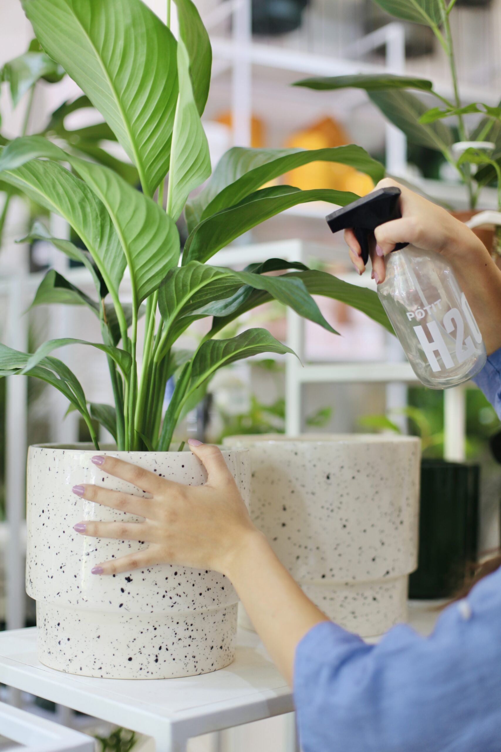 Spathiphyllum en maceta de cemento moteado siendo regado con spray, cuidado de plantas en maceta de cemento