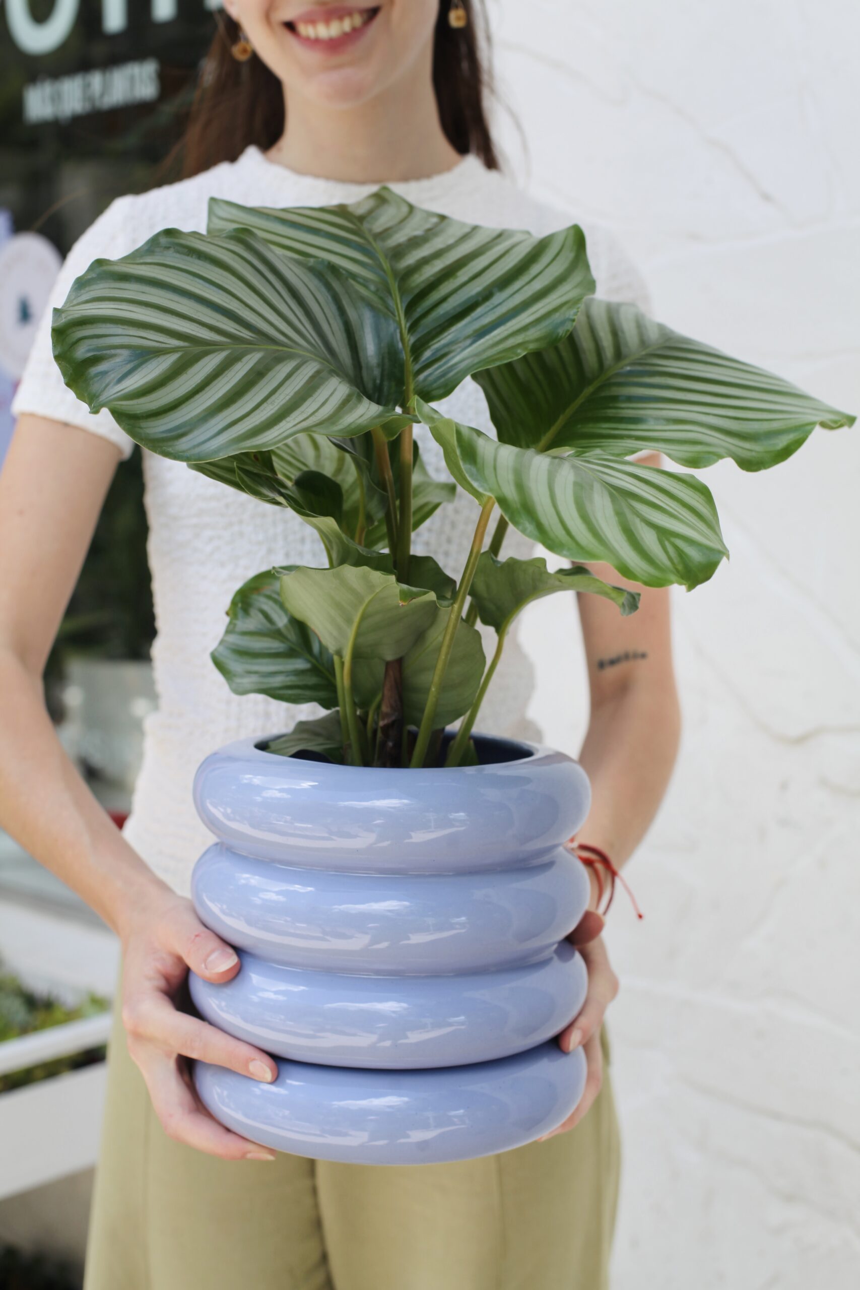 Maceta cerámica de diseño color azul lavanda con Calathea, comparativa de materiales: plástico terracota y cerámica