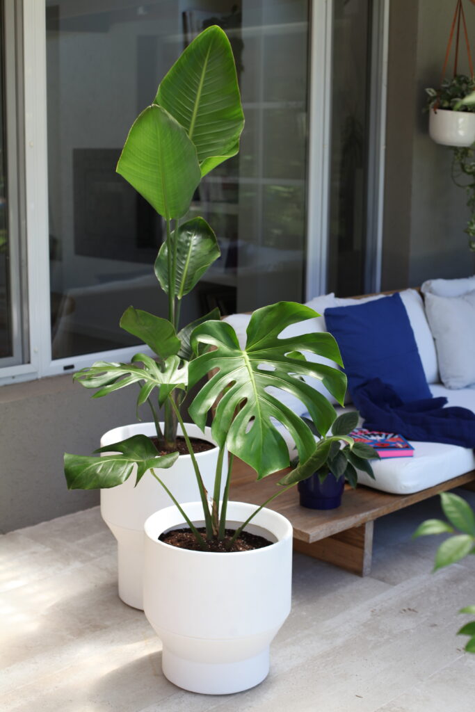Maceta colgante blanca en pared con Monstera, opción de decoración vertical para balcón o interior
