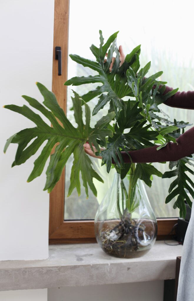 Raíces de Monstera visibles en recipiente de vidrio, por qué el drenaje en macetas es imprescindible para las raíces