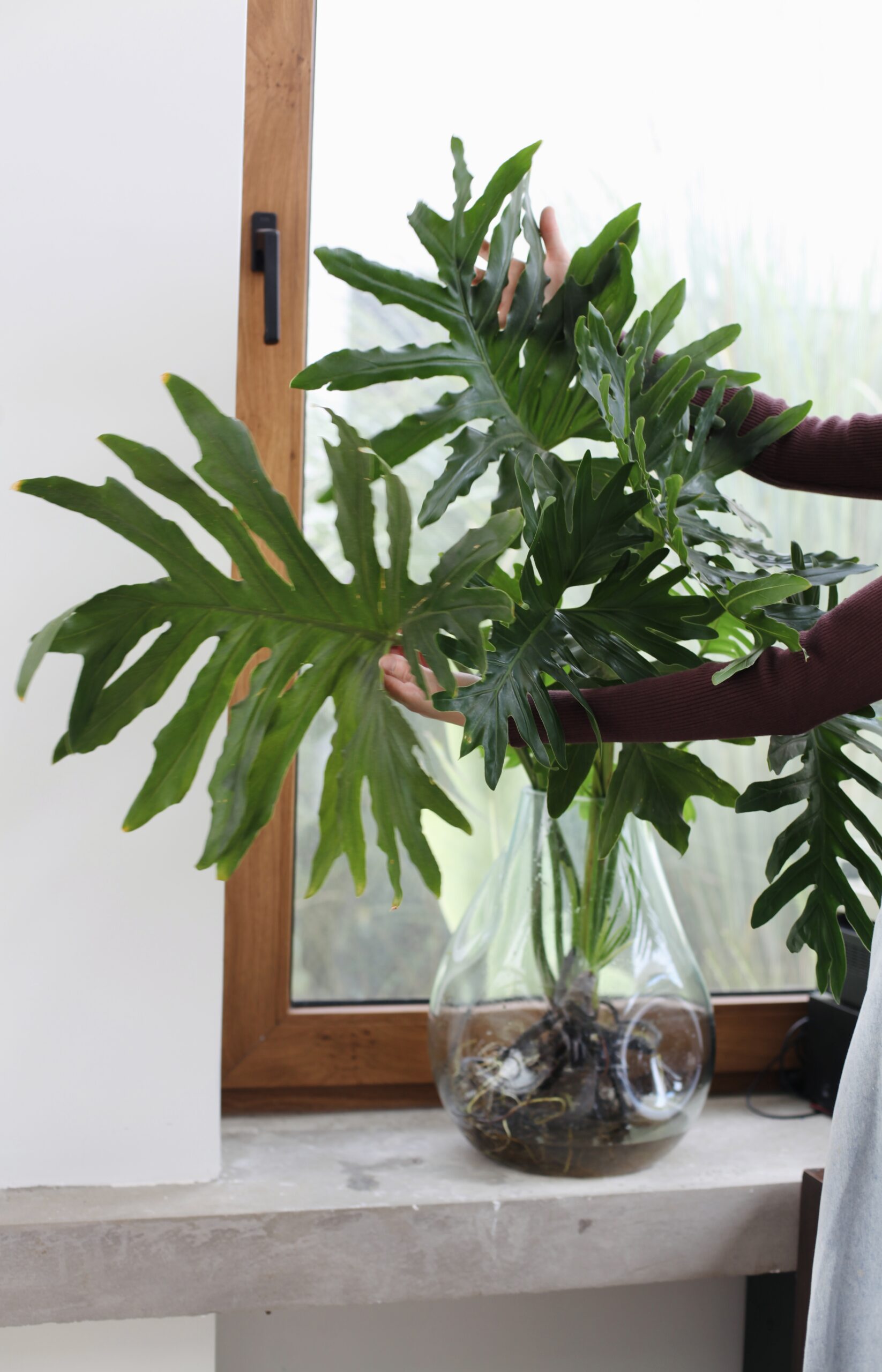 Raíces de Monstera visibles en recipiente de vidrio, por qué el drenaje en macetas es imprescindible para las raíces
