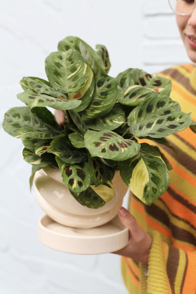 Calathea en maceta crema con proporción correcta planta-maceta, qué tamaño de maceta necesita cada planta